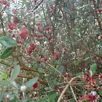 Гостевой дом Tropical Fruit Garden