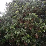 Гостевой дом Tropical Fruit Garden Велаш