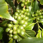 Tropical Fruit Garden Велаш