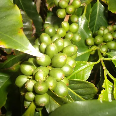 Tropical Fruit Garden Velas