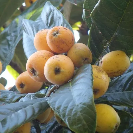 Affittacamere Tropical Fruit Garden Velas