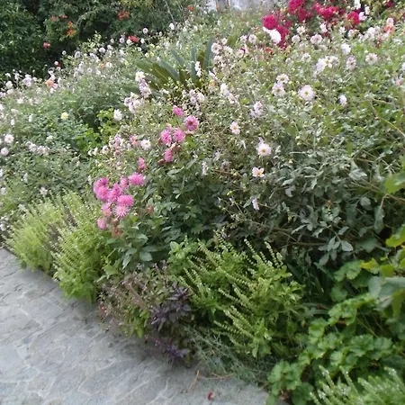 Tropical Fruit Garden Velas