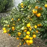 게스트하우스 Tropical Fruit Garden