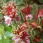 게스트하우스 Tropical Fruit Garden 3*