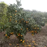 Tropical Fruit Garden 벨라스
