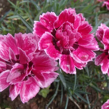 ゲストハウス Tropical Fruit Garden