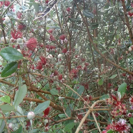 בית הארחה Tropical Fruit Garden