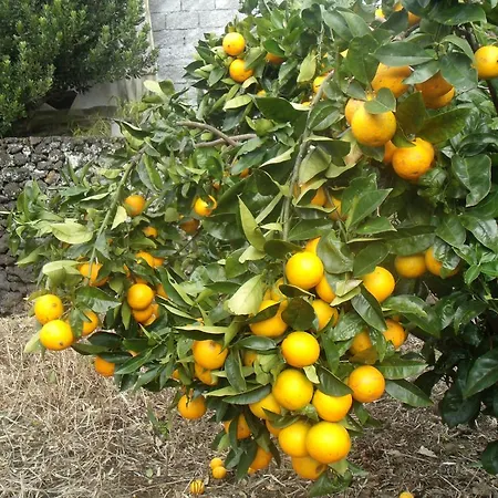 Maison d'hôtes Tropical Fruit Garden