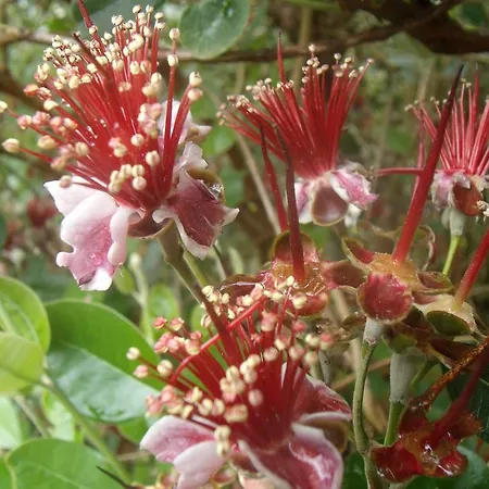 בית הארחה Tropical Fruit Garden *