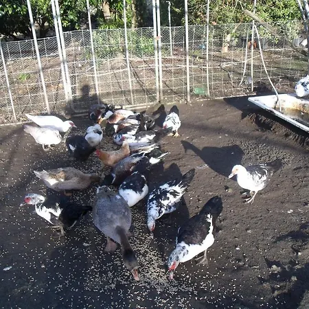 בית הארחה Tropical Fruit Garden ולאס