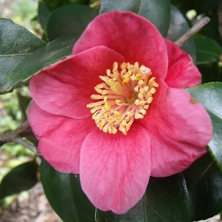 Tropical Fruit Garden