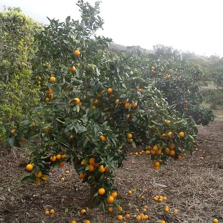 Tropical Fruit Garden ולאס