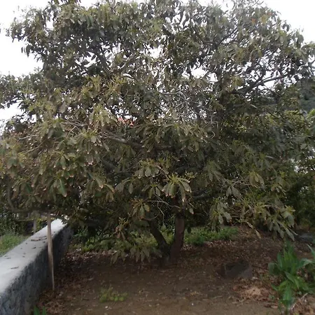 Tropical Fruit Garden
