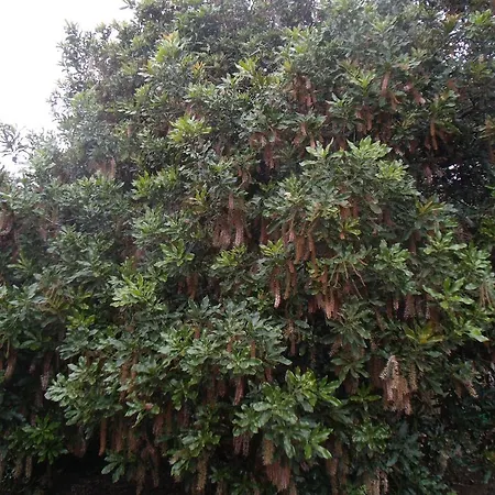 בית הארחה Tropical Fruit Garden ולאס