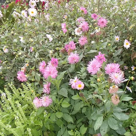 Tropical Fruit Garden