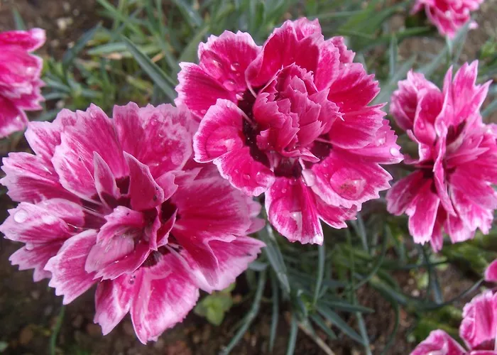 ゲストハウス Tropical Fruit Garden