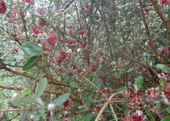 ゲストハウス Tropical Fruit Garden