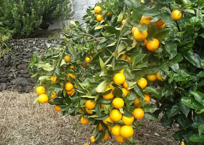 ゲストハウス Tropical Fruit Garden