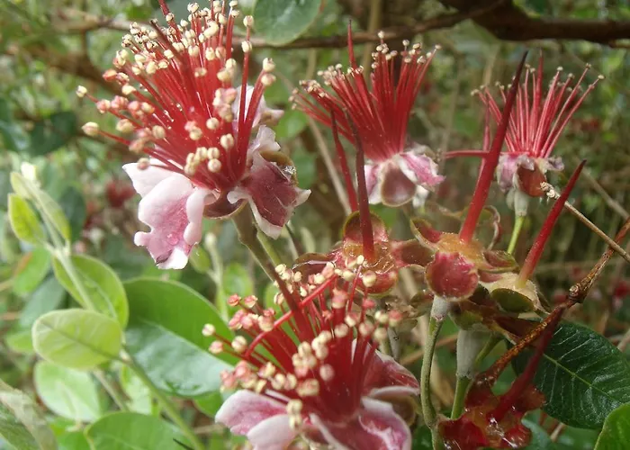 Guest house Tropical Fruit Garden 3*