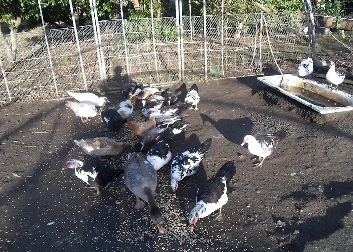 ゲストハウス Tropical Fruit Garden ヴェーラス