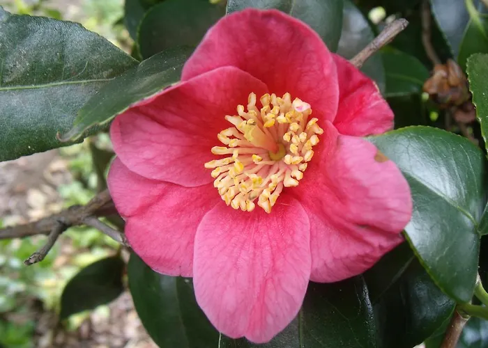 Tropical Fruit Garden