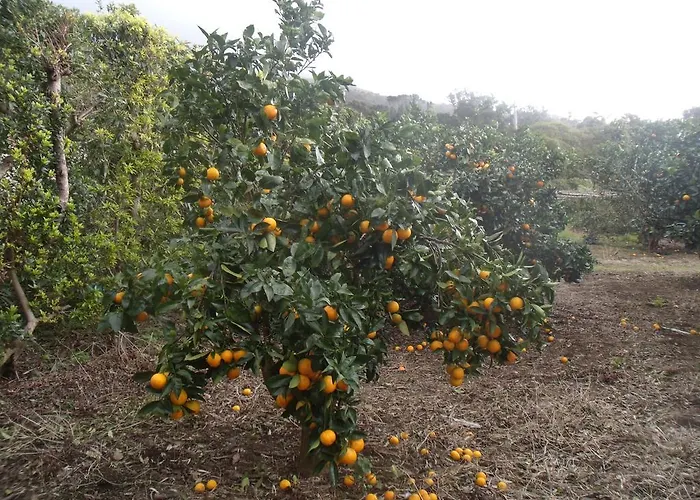 Tropical Fruit Garden ヴェーラス