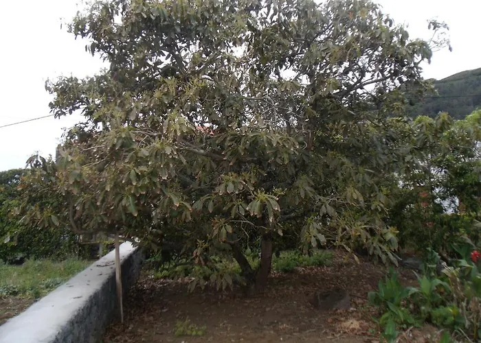 Tropical Fruit Garden
