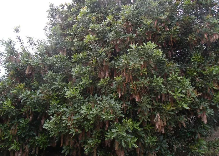 Guest house Tropical Fruit Garden Velas