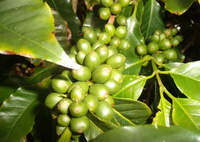 Tropical Fruit Garden Velas