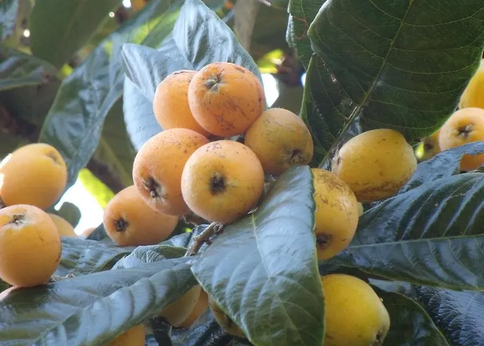 ゲストハウス Tropical Fruit Garden ヴェーラス