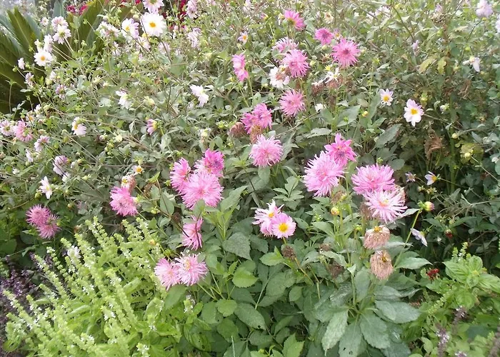 Tropical Fruit Garden